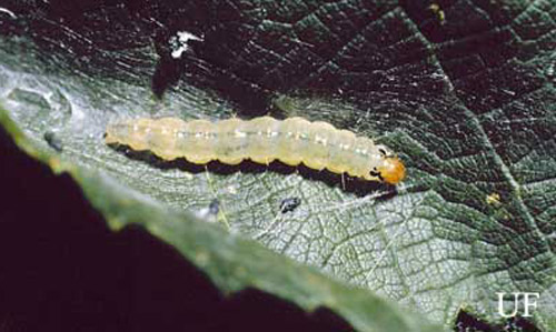 Larva of the grape leaffolder, Desmia funeralis (Hübner). 
