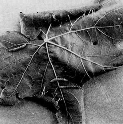 Damage to muscadine grape leaf with characteristic roll caused by the grape leaffolder, Desmia funeralis (Hübner), also showing silk strands. Larva removed from rolls for photographic purposes. 