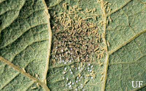 Larvae of the grapeleaf skeletonizer, Harrisina americana (Guérin-Méneville), hatching from an egg cluster on a grape leaf. 