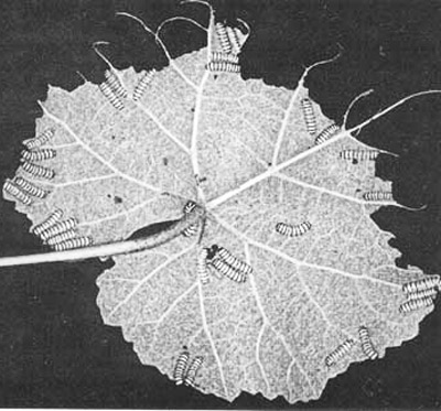 Partial skeletonization of 'Lake Emerald' grape leaf by larvae of the grapeleaf skeletonizers, Harrisina americana (Guérin-Méneville). 