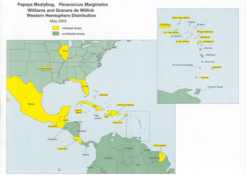 Distribution of the papaya mealybug, Paracoccus marginatus Williams and Granara de Willink, as of May 2003.