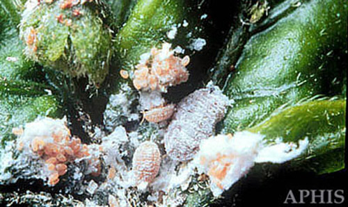Various staged in the life cycle of the pink hibiscus mealybugs, Maconellicoccus hirsutus (Green). 
