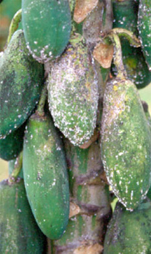 Papaya fruit infestation and damage caused by the papaya mealybug, Paracoccus marginatus Williams and Granara de Willink. 