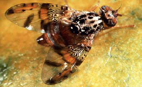 Adult male Mediterranean fruit fly, Ceratitis capitata (Wiedemann). 