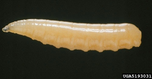 Larva of the Mediterranean fruit fly, Ceratitis capitata (Wiedemann). Head is to the left. 
