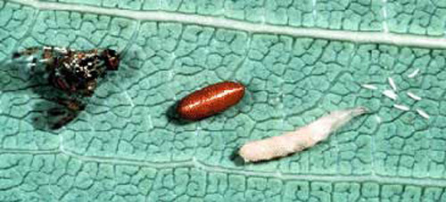Life cycle of the Mediterranean fruit fly, Ceratitis capitata (Wiedemann), from left to right: adult, pupa, larva and eggs. 