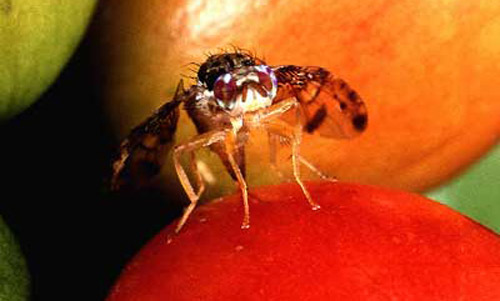 A female Mediterranean fruit fly, Ceratitis capitata (Wiedemann), pumps eggs through her ovipositor into the soft outer layers of a ripe coffee berry.