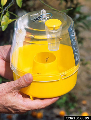 Newer version of trap used to capture adult of the Mediterranean fruit fly, Ceratitis capitata (Wiedemann). The improved version of the McPhail trap uses a combination of three chemicals to attract male and female fruit flies. The older version of the trap used a protein bait that captured large numbers of non-target insects. 