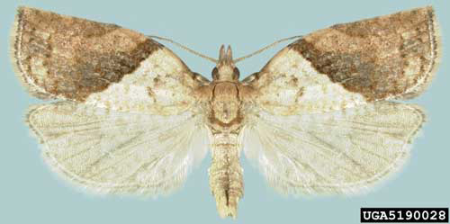 Dorsal view of an adult male light brown apple moth, Epiphyas postvittana (Walker). 