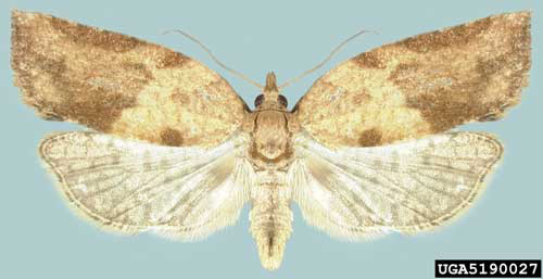 Dorsal view of an adult female light brown apple moth, Epiphyas postvittana (Walker). 