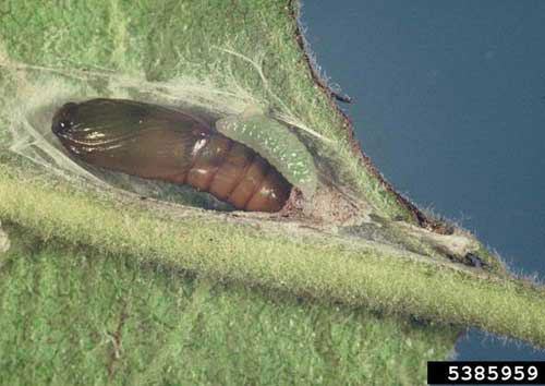 Pupa (left) and early instar larva (right) of the light brown apple moth, Epiphyas postvittana (Walker). 