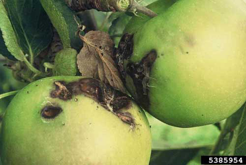 Damage to apples, Malus domestica Borkh., caused by the light brown apple moth, Epiphyas postvittana (Walker). 