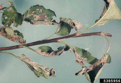 Light brown apple moth, Epiphyas postvittana (Walker), feeding damage to apple leaves. 