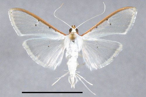 Palpita persimilis, adult habitus. Scale = 1 cm.