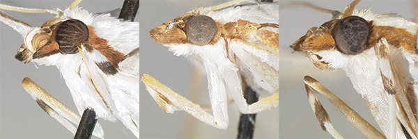 Labial palpi and foreleg tibia: A. Palpita persimilis; B. Palpita kimballi; C. Palpita quadristigmalis.