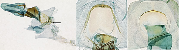 Female genitalia: A. Palpita persimilis, lamella postvaginalis indicated; B. lamella postvaginalis of Palpita kimballi; C. same, Palpita quadristigmalis. 