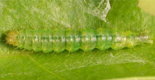 Live larva, about 2 cm long.