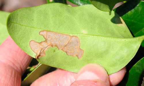 Feeding damage to epidermis of leaf.