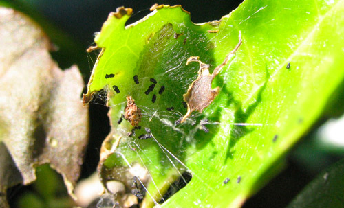 Leaves tied together with larva inside. 