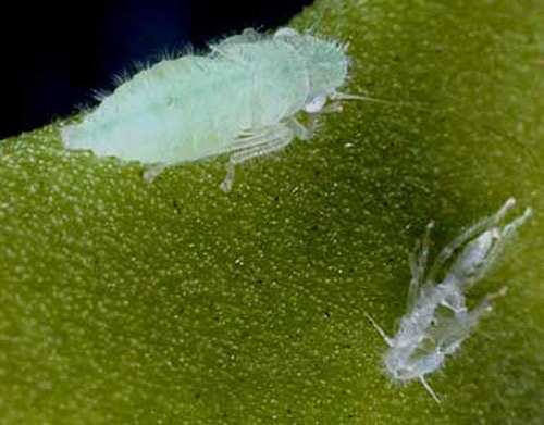Newly eclosed (molted) fourth instar of Paraulacizes irrorata 