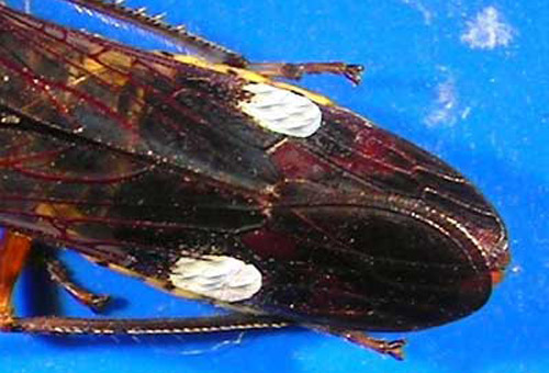 Forewings of Homalodisca vitripennis 