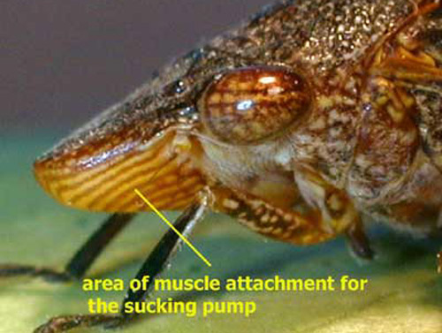 Large muscles in the head of Homalodisca vitripennis 
