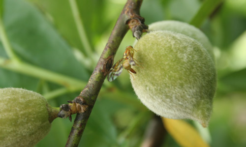 Anastrepha fraterculus (Wiedemann) female laying eggs in a peach