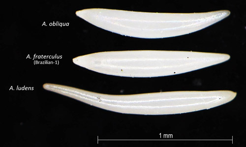 Egg morphology of Anastrepha fraterculus (Wiedemann), Brazilian-1, in comparison to other Anastrepha species