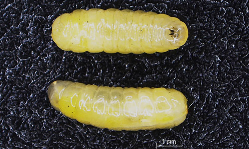 Ventral (top) and lateral (bottom) views of the Anastrepha fraterculus (Wiedemann) (Brazilian-1) third instar larvae