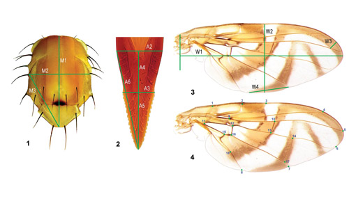 Morphological characters used to identify individuals from the Anastrepha fraterculus (Wiedemann) complex. 1. Thorax. 2. Aculeus tip (part of the ovipositor). 3 and 4. Multiple measurements from the wings