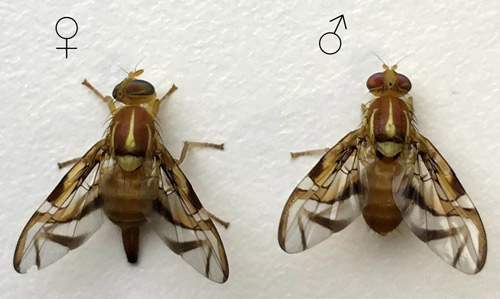 Female (left) and male (right) of Anastrepha fraterculus (Wiedemann). Both specimens are from the Brazilian-1 morphotype