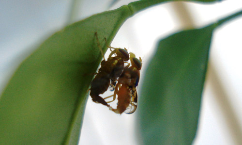 Anastrepha fraterculus (Wiedemann) mating
