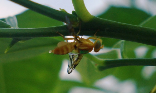 Male from the Anastrepha fraterculus (Wiedemann) complex releasing pheromone to attract females (see the abdomen tip of the male)