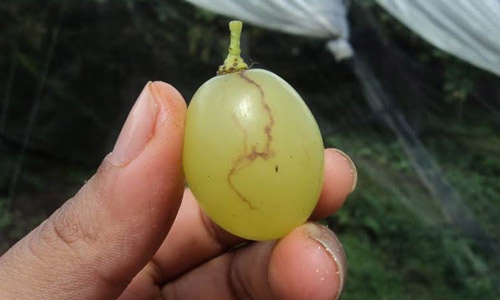 Damage to grapes caused by females of Anastrepha fraterculus (Wiedemann) complex
