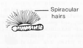 Posterior spiracles (left) and posterior spiracle with spiracular hairs above (right).