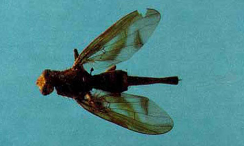 Adult female South American cucurbit fruit fly, Anastrepha grandis (Macquart).