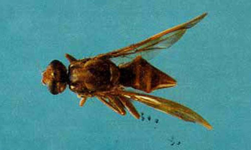 Adult male South American cucurbit fruit fly, Anastrepha grandis (Macquart).
