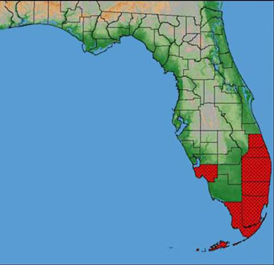 Distribution in Florida of the schoepfia fruit fly, Anastrepha interrupta Stone.