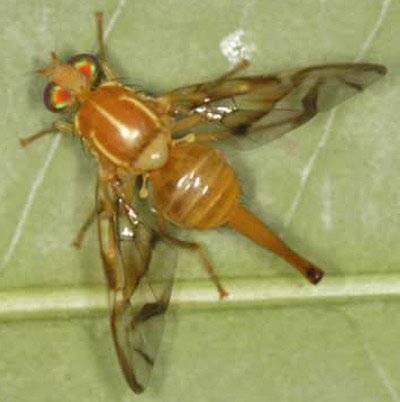 Adult female Mexican fruit fly, Anastrepha ludens (Loew).