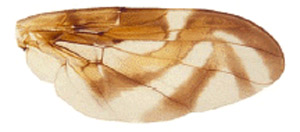 Wing of the Caribbean fruit fly, A. suspensa. 