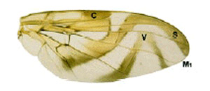 Wing of the Mexican fruit fly, A. ludens.