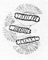 Posterior spiracles (left group) of larva. 