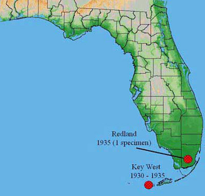 Incidence of the West Indian fruit fly, Anastrepha oblique (Marquart), in Florida.