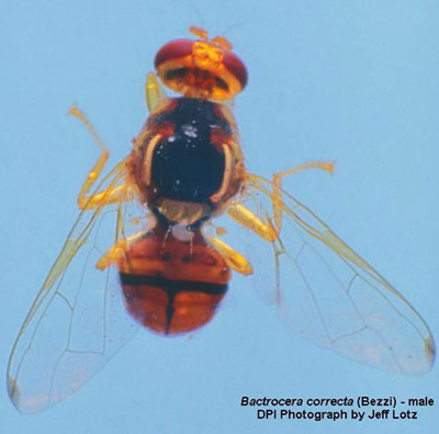 Adult male guava fruit fly, Bactrocera correcta (Bezzi). This is the actual fly captured in Apopka, Florida on 4 May 2001. 