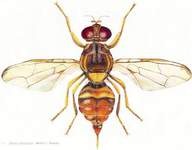 Adult female guava fruit fly, Bactrocera correcta (Bezzi). 