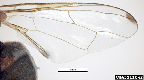Wing of an adult guava fruit fly, Bactrocera correcta (Bezzi). 