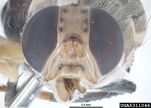Anterior view of an adult guava fruit fly, Bactrocera correcta (Bezzi). 