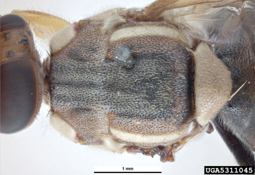 Thoracic-Lateral view of an adult guava fruit fly, Bactrocera correcta (Bezzi). 