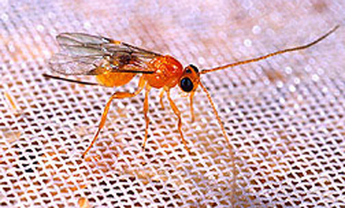 Adult Psyttalia fletcheri (Silvestri), a parasitoid of the melon fly Bactrocera cucurbitae (Coquillett).