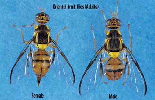 Adults of the oriental fruit fly, Bactrocera dorsalis (Hendel).